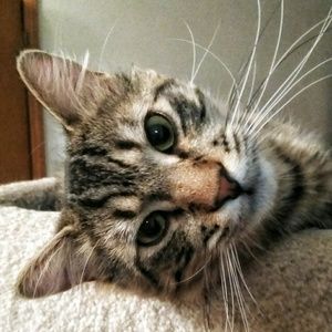 Meet your Posher, Shannon